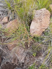 Eustachys paspaloides