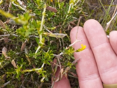 Melolobium microphyllum