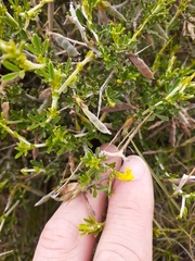 Melolobium microphyllum