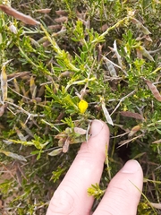 Melolobium microphyllum