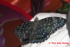 Dichorragia nesimachus nesimachus