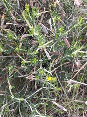 Melolobium microphyllum