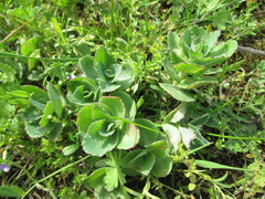 Hylotelephium telephium