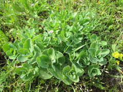 Hylotelephium telephium