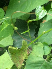 Fallopia dentatoalata