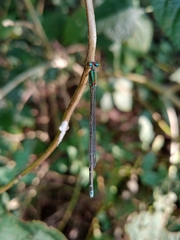 Pseudagrion microcephalum