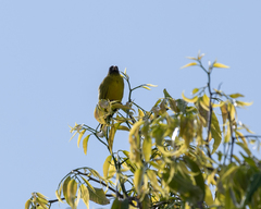 Crithagra hyposticta