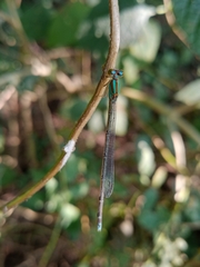 Pseudagrion microcephalum