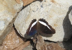 Eurytela hiarbas lita