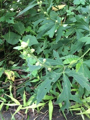 Aconitum carmichaeli