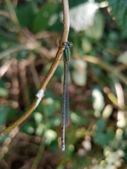 Pseudagrion microcephalum