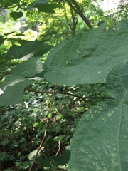 Alangium platanifolium