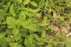 Oxygonum dregeanum