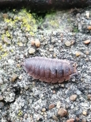 Porcellio scaber
