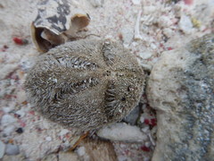 Spatangoida