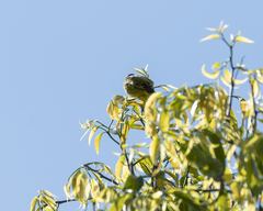 Crithagra hyposticta