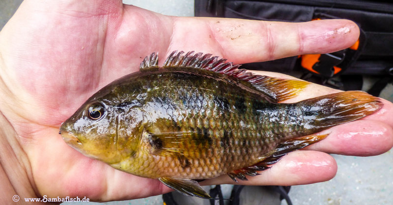 Dark-Spotted Cichlid