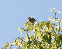 Crithagra hyposticta