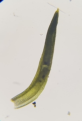 Trichostomum crispulum