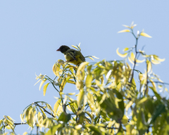 Crithagra hyposticta