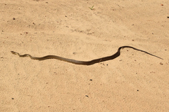 Philodryas nattereri