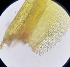 Trichostomum crispulum