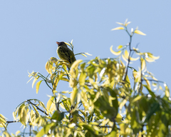 Crithagra hyposticta