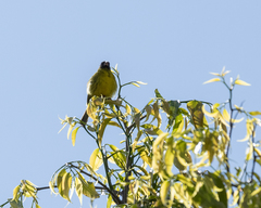 Crithagra hyposticta