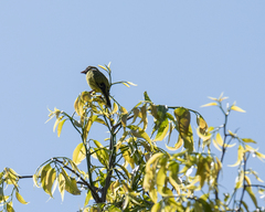 Crithagra hyposticta