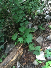 Alangium platanifolium