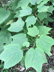 Alangium platanifolium