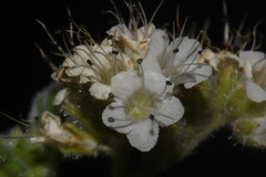 Phacelia rupestris