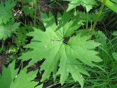 Petasites tatewakianus