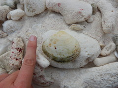 Pseudarcopagia disculus