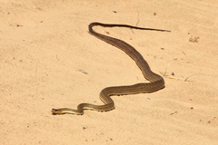 Philodryas nattereri