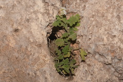 Phacelia rupestris