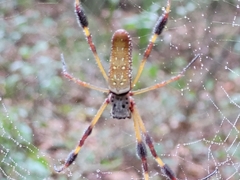 Trichonephila clavipes image