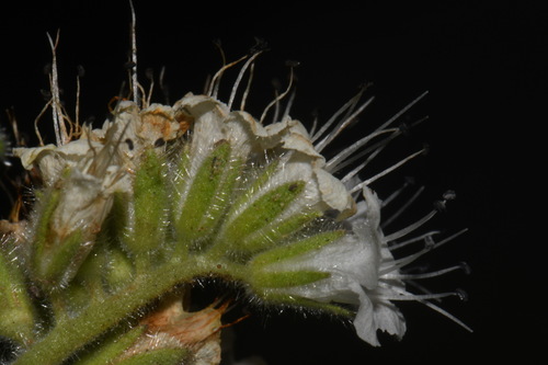 Image of Phacelia rupestris by (c) Brian Finzel, some rights reserved (CC BY-SA)