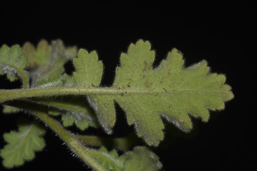 Image of Phacelia rupestris by (c) Brian Finzel, some rights reserved (CC BY-SA)