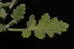 Phacelia rupestris