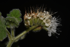 Phacelia rupestris