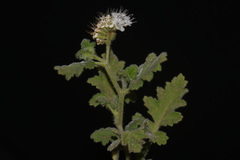 Phacelia rupestris