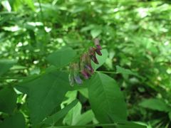 Vicia ramuliflora