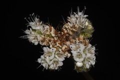 Phacelia rupestris