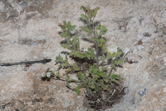 Phacelia rupestris