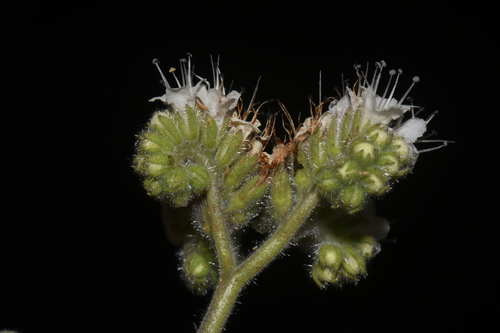Image of Phacelia rupestris by (c) Brian Finzel, some rights reserved (CC BY-SA)