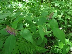Vicia ramuliflora