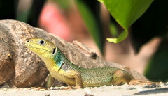 Lacerta diplochondrodes cariensis