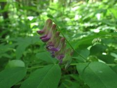 Vicia ramuliflora