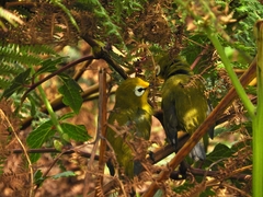 Zosterops senegalensis